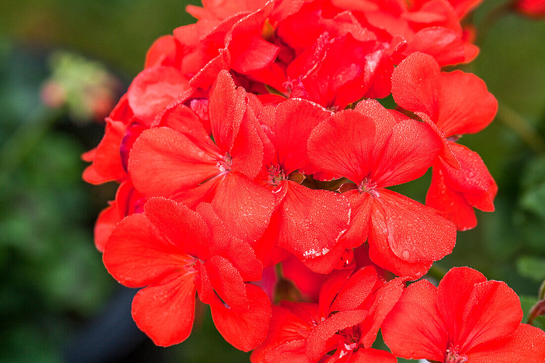 Pelargonium zonale 'PAC® Shocking Orange'