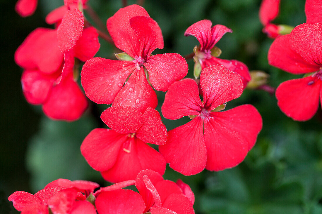 Pelargonium 'Summerpearls Cherry'