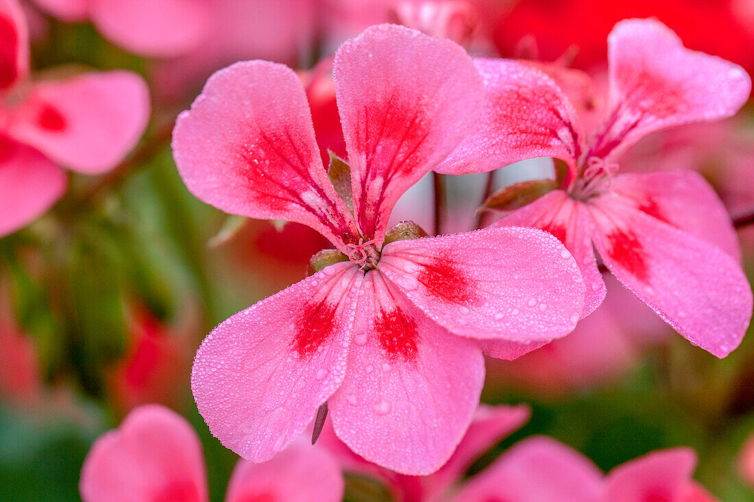 Pelargonium Summerpearls Salmon