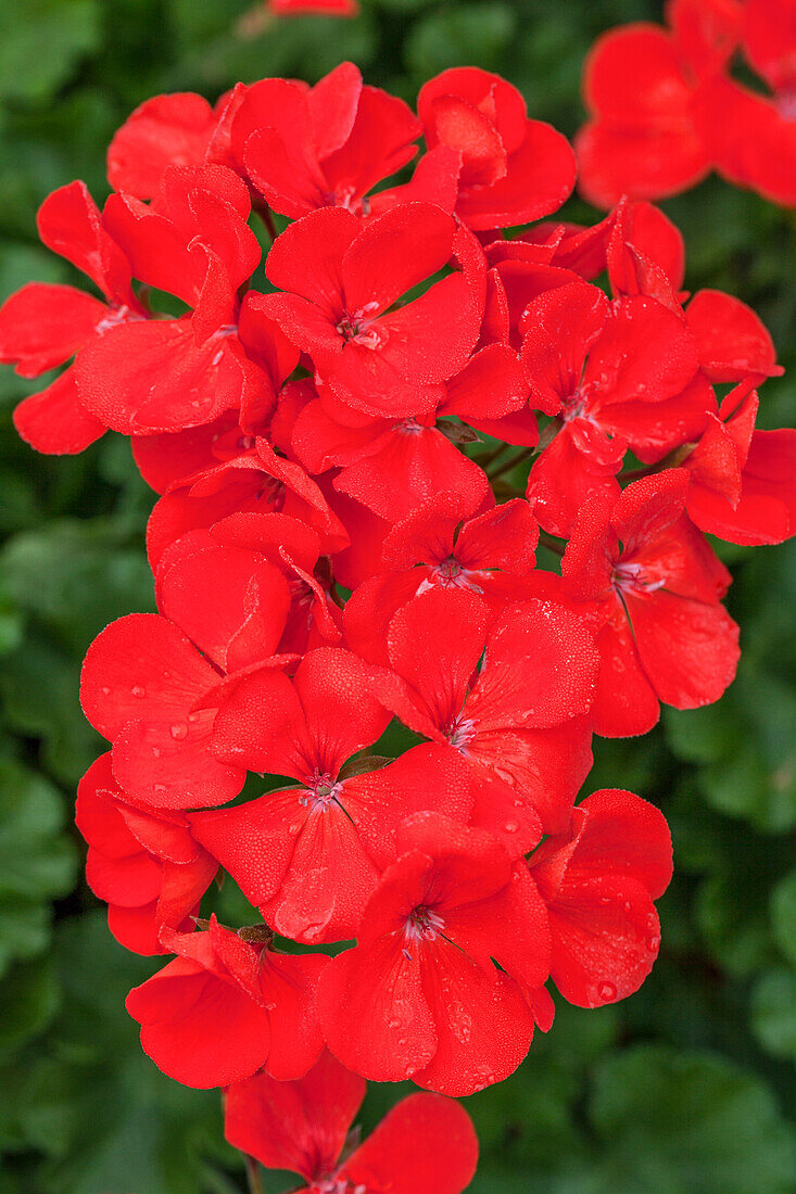 Pelargonium grandiflorum 'PAC® TWOinONE® Scarlet'