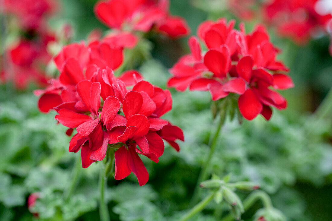 Pelargonium grandiflorum 'PAC® TWOinONE® Red'