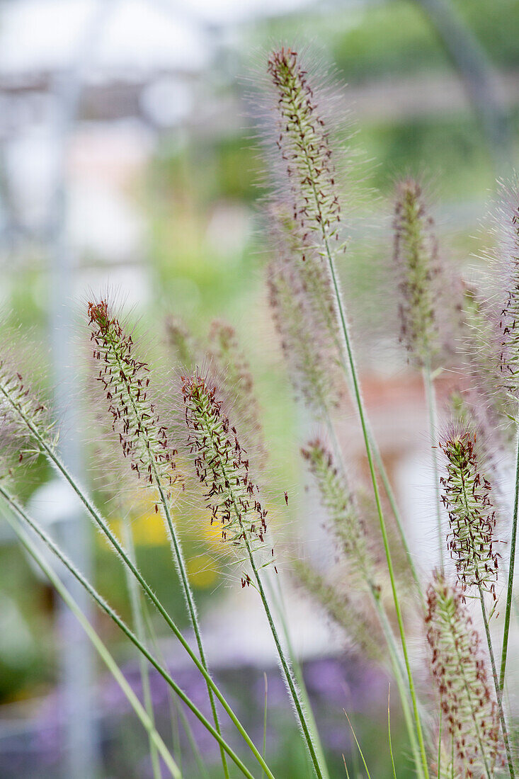 Pennisetum alopecuroides 'Hameln'