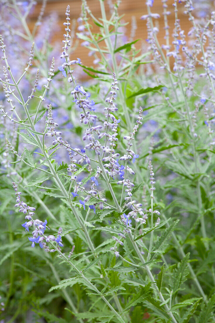 Perovskia atriplicifolia 'Lacey Blue'®