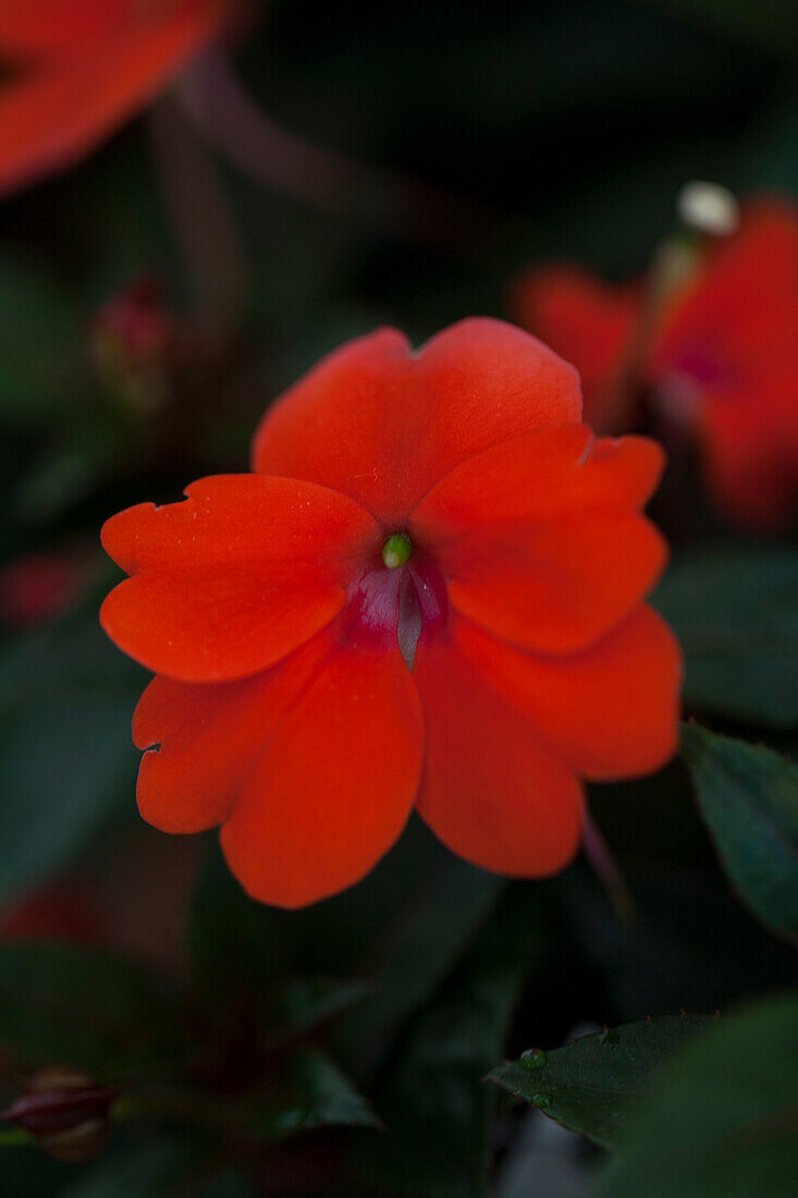 Petunia 'Sunpatiens compact orange'