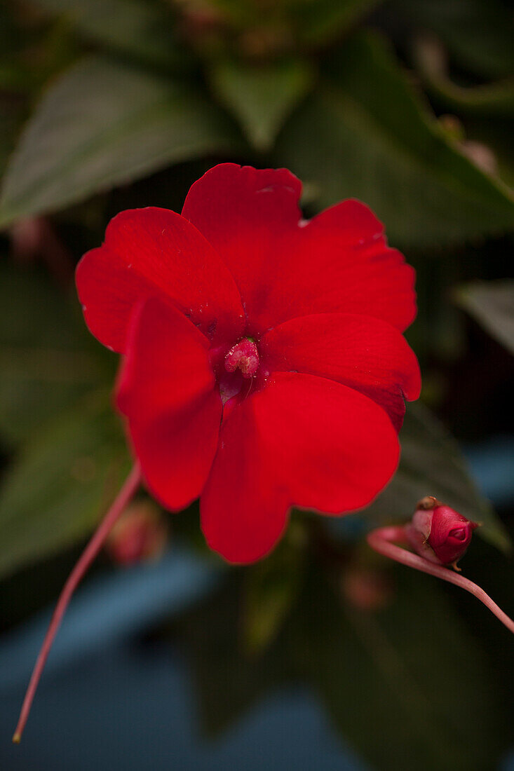Petunia 'Sunpatiens Compact Red