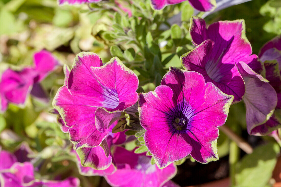 Petunia 'Crazytunia Kermit Purple'