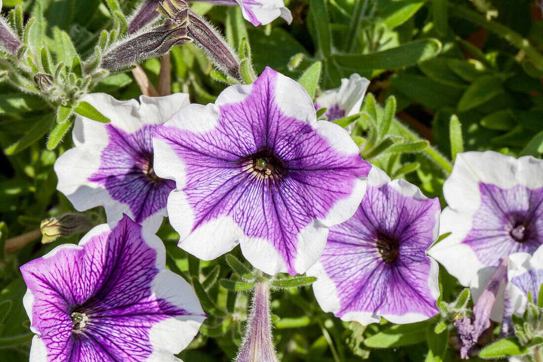 Petunia 'Crazytunia Lavender Star'