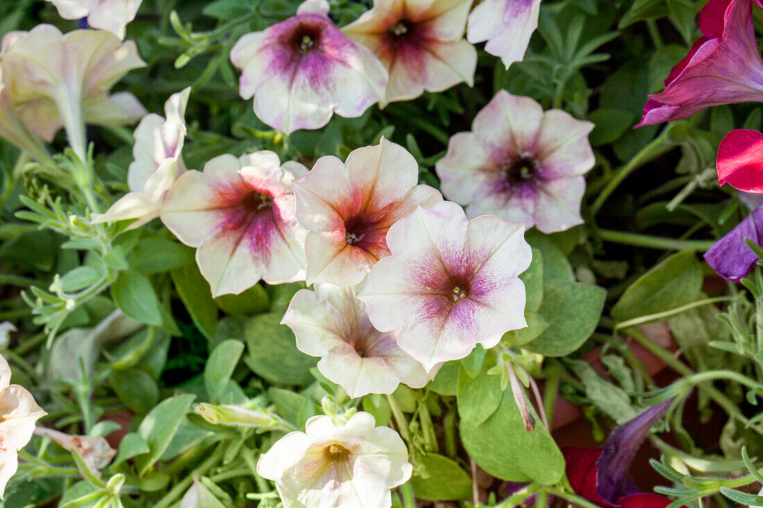 Petunia 'Crazytunia Orange Coral'