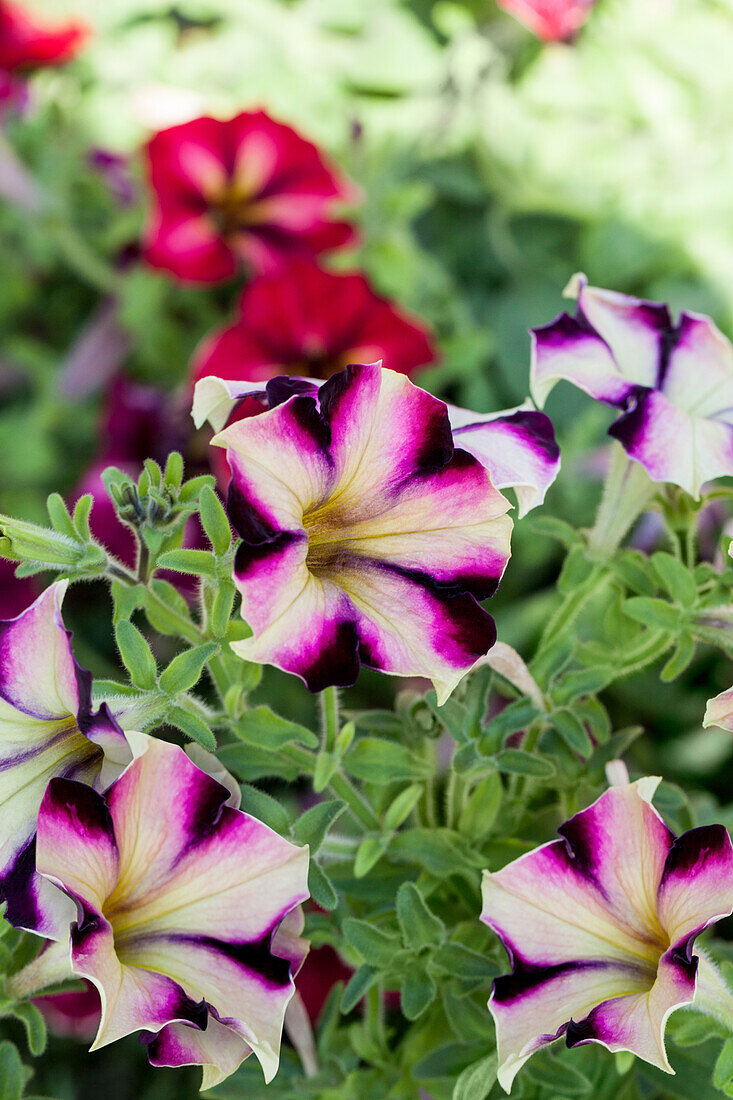 Petunia Crazytunia Pulse