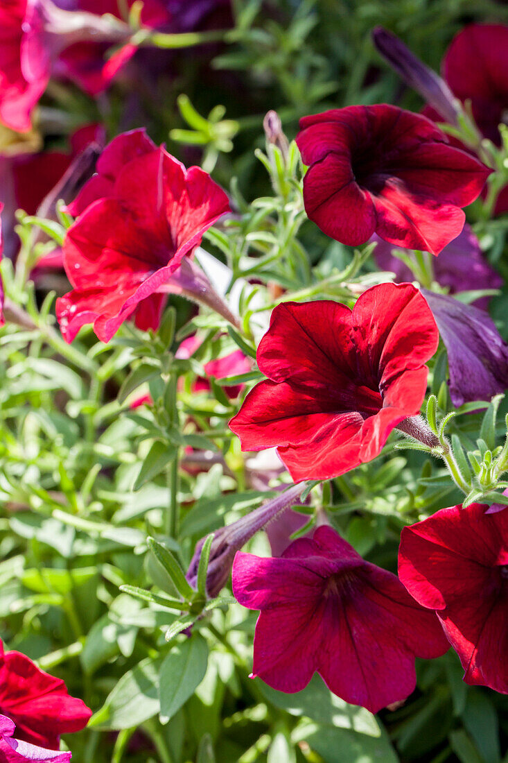 Petunia Crazytunia Red Blues