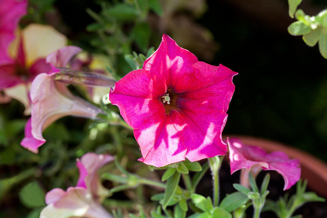 Petunia 'Crazytunia Sparky'