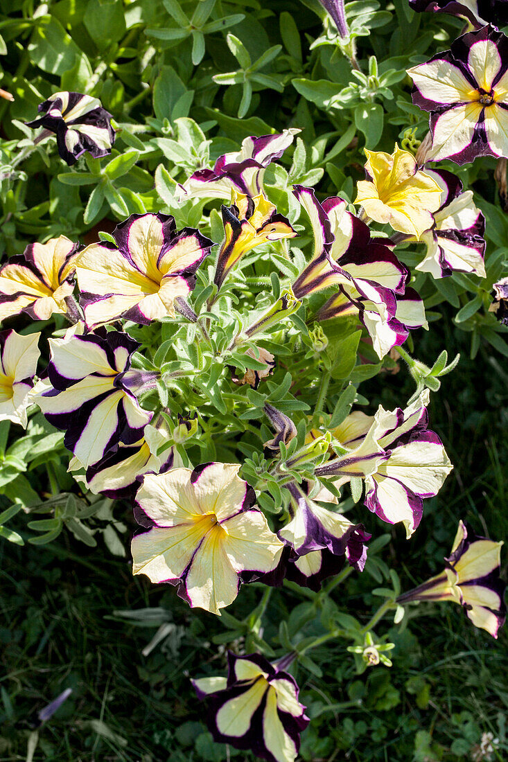 Petunia 'Crazytunia Star Jubilee'