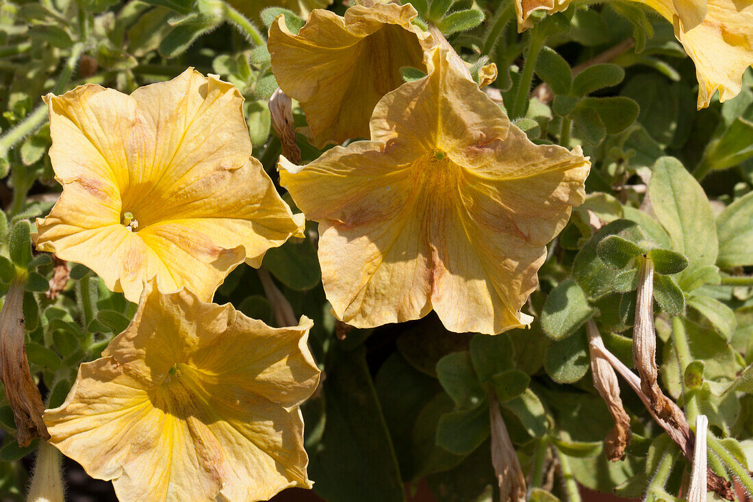 Petunia Happy Magic 'Giant Dijon'