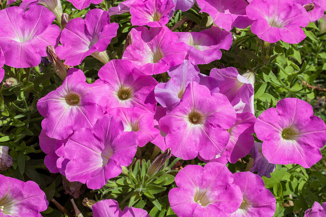 Petunia 'Baroque Pink Ray