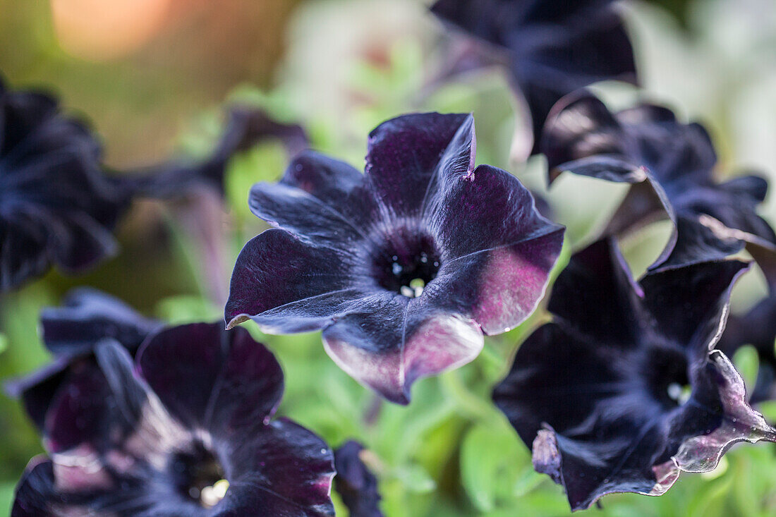 Petunia 'Black Ray