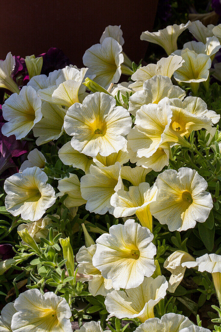 Petunia 'Sunshine Ray'