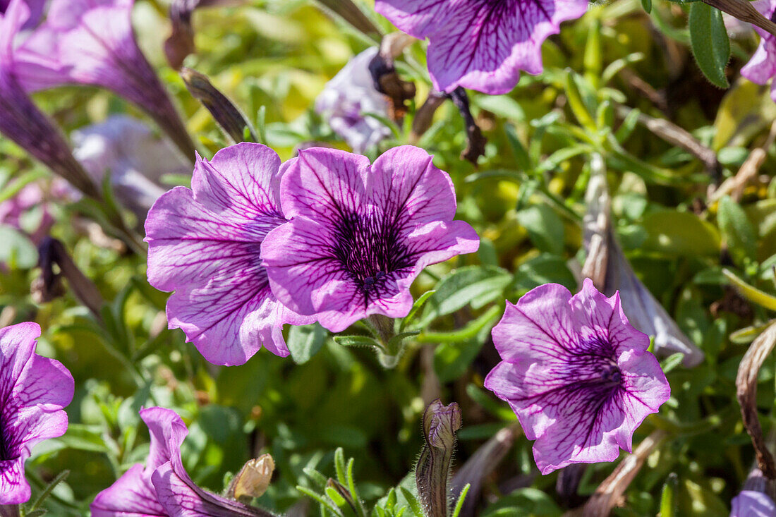 Petunia 'Littletunia Breezy Pink'