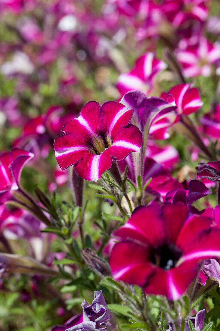 Petunia 'Littletunia Bicolor Illusion'