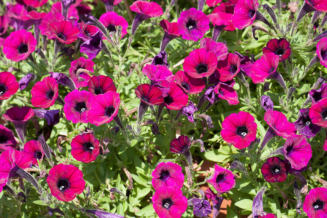 Petunia 'Littletunia Merlot'