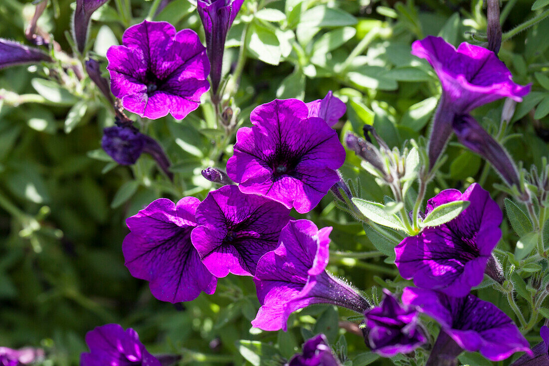 Petunia 'Littletunia Ultra Purple'