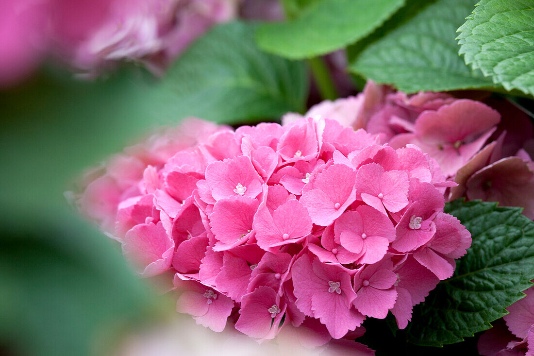 Hydrangea macrophylla, pink