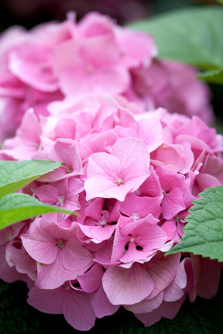 Hydrangea macrophylla, rosa