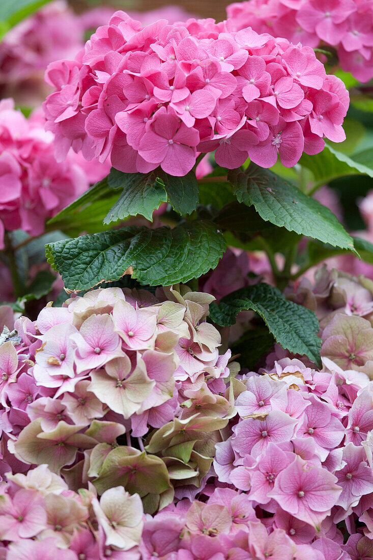 Hydrangea macrophylla Rot