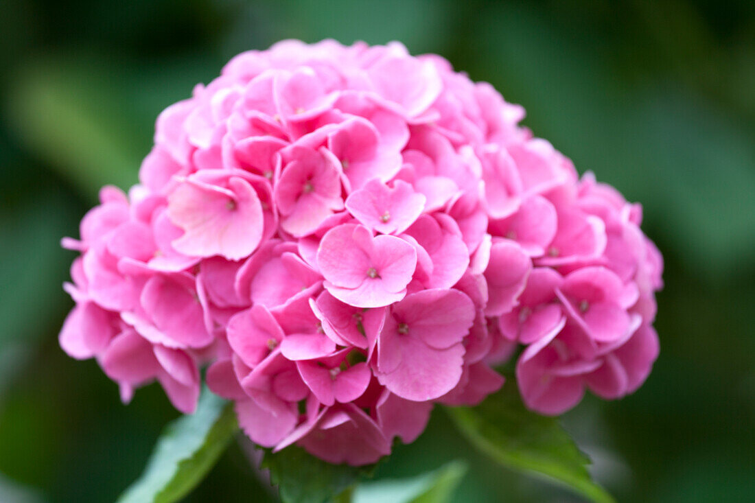 Hydrangea macrophylla, pink