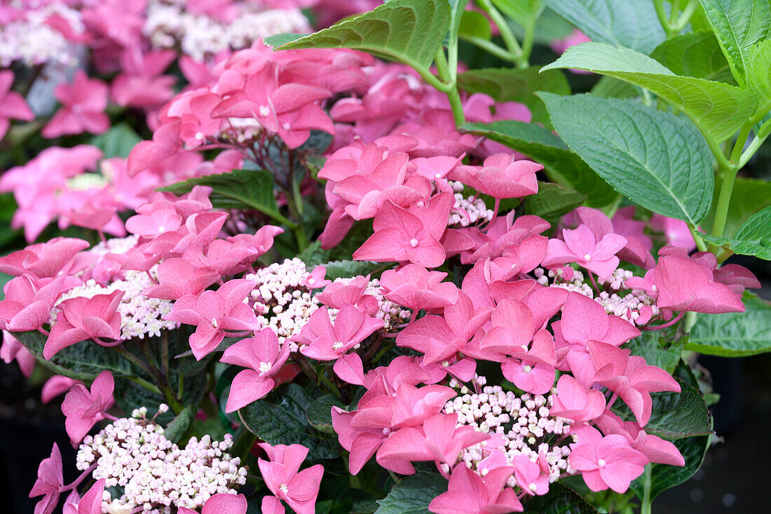 Hydrangea macrophylla, rosa Tellerblüten