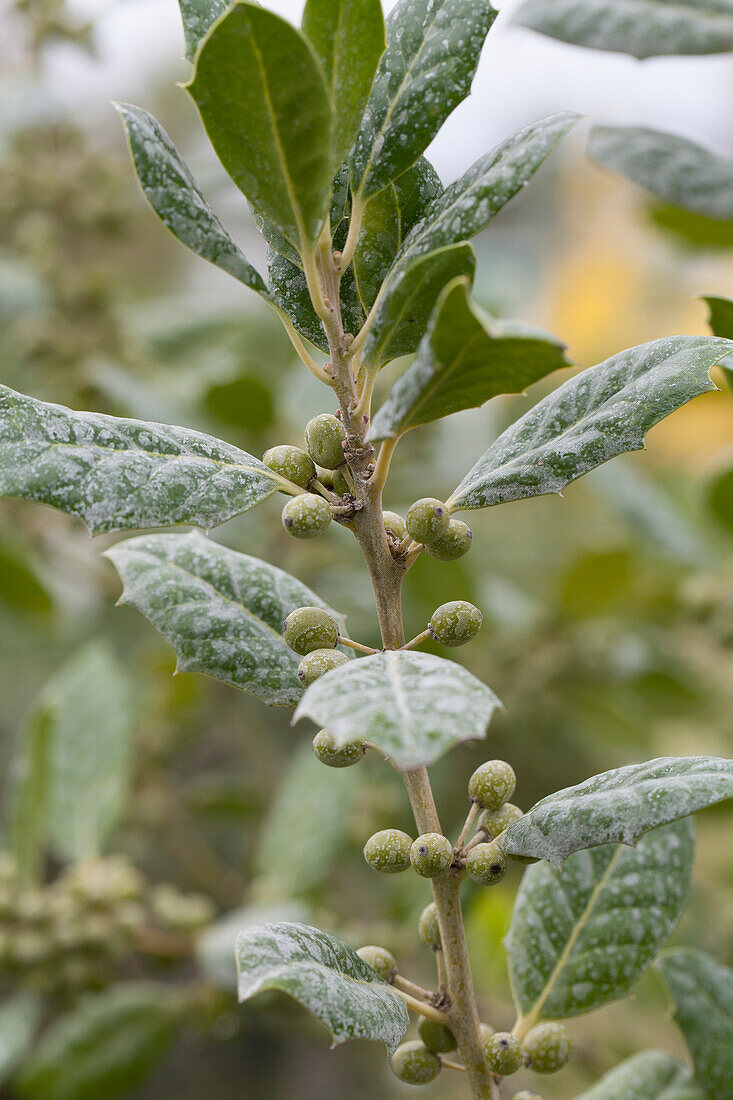 Ilex mutchagara 'Nellie R. Stevens