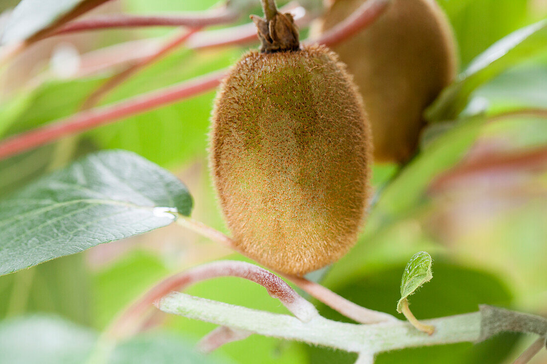 Actinidia chinensis