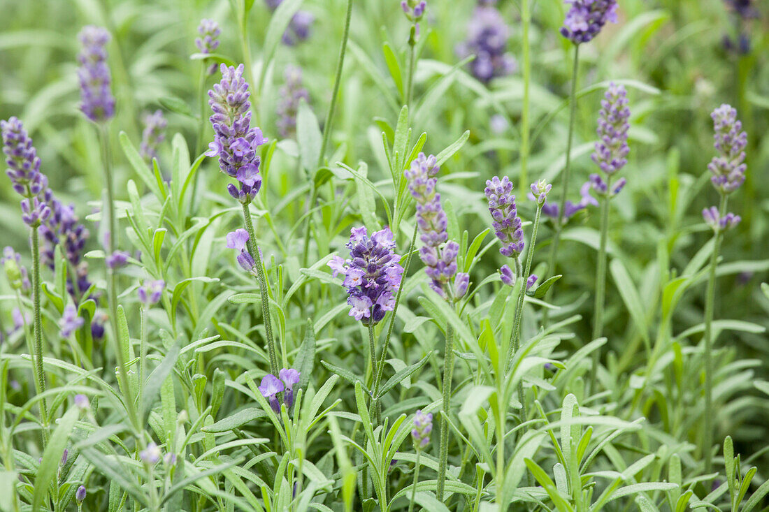 Lavandula angustifolia Hidcote Blue