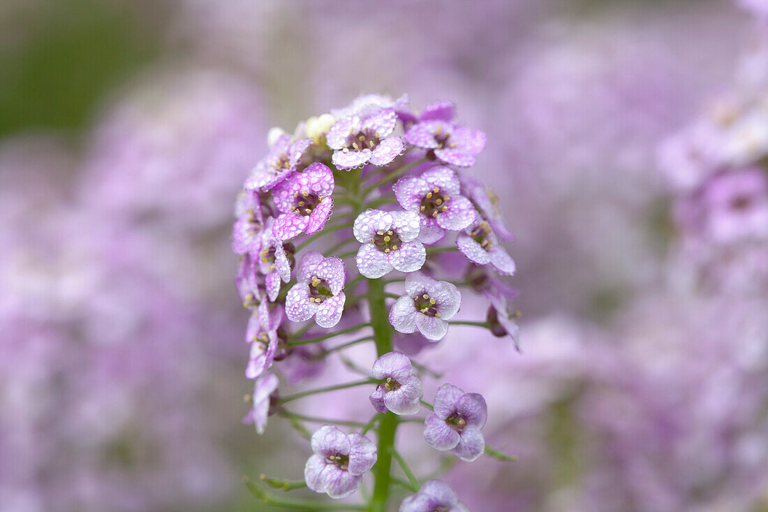 Lobularia maritima Lavender Stream