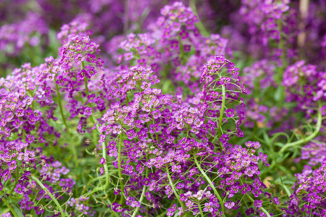 Lobularia maritima Purple Stream