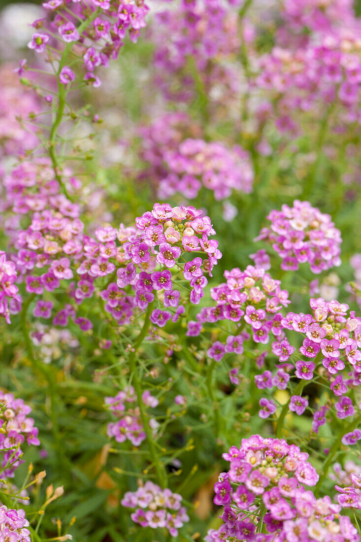 Lobularia maritima Rasperry Stream