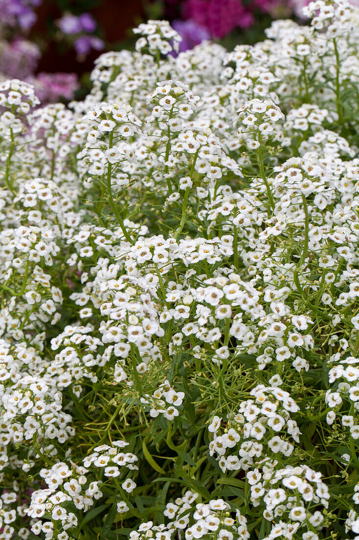 Lobularia maritima 'White Stream'