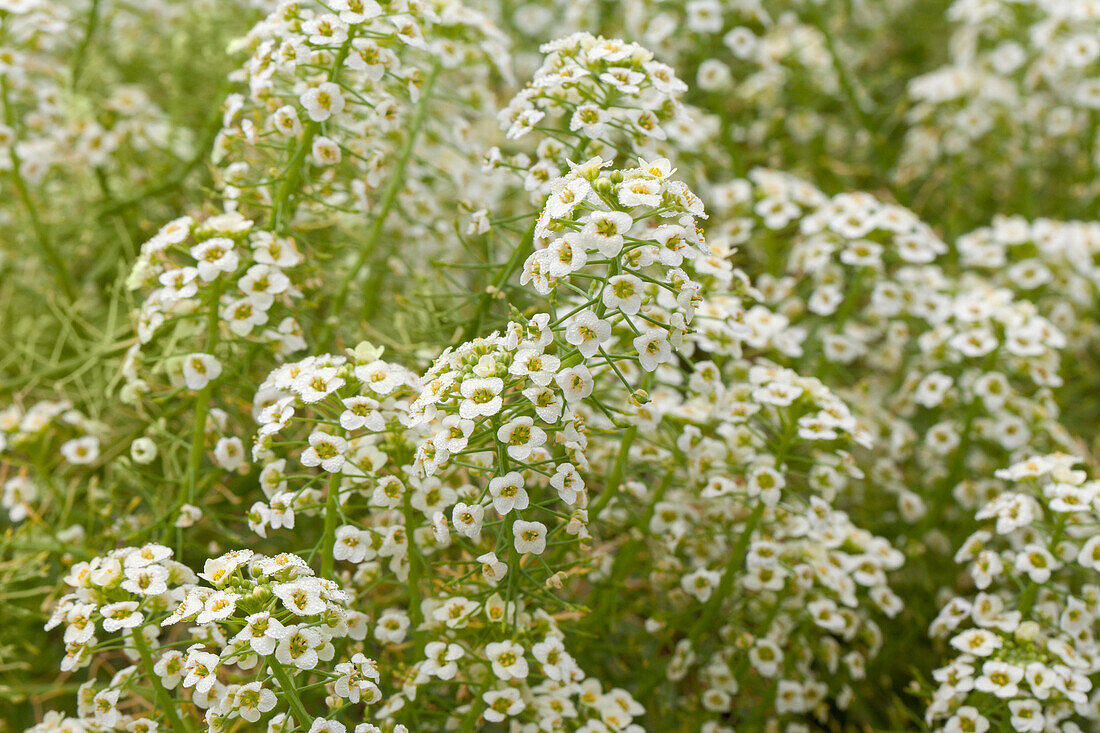 Lobularia maritima 'Summer Stream'