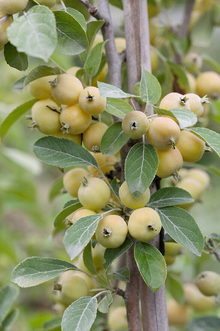 Malus x robusta 'Yellow Siberian'