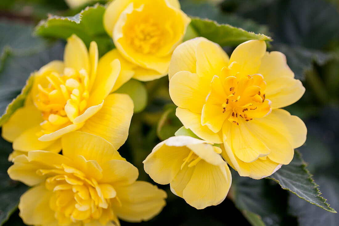 Begonia 'Non-Stop® Joy Yellow'