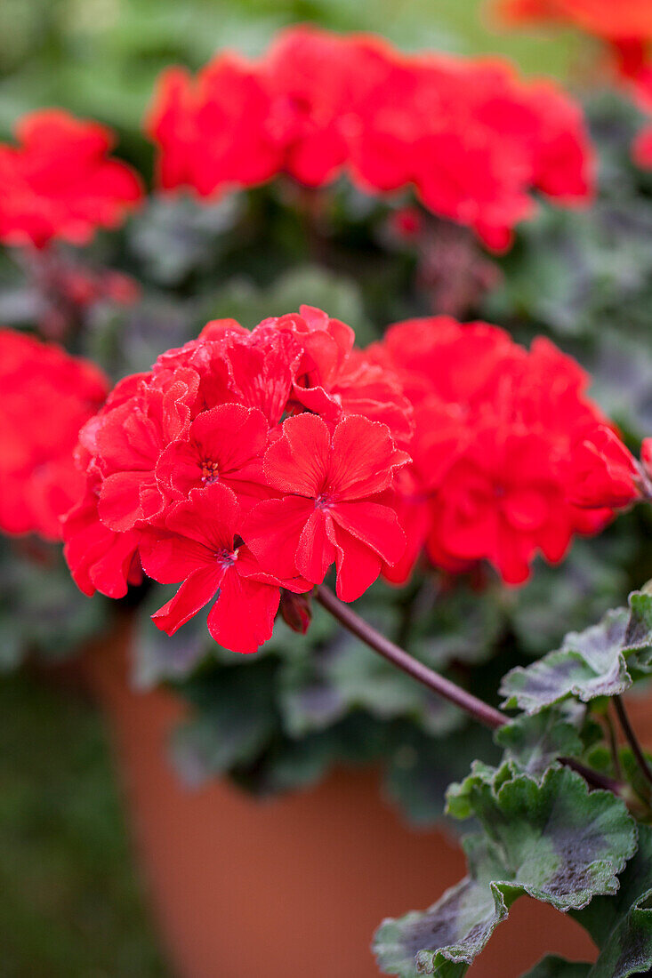 Pelargonium zonale Abelina