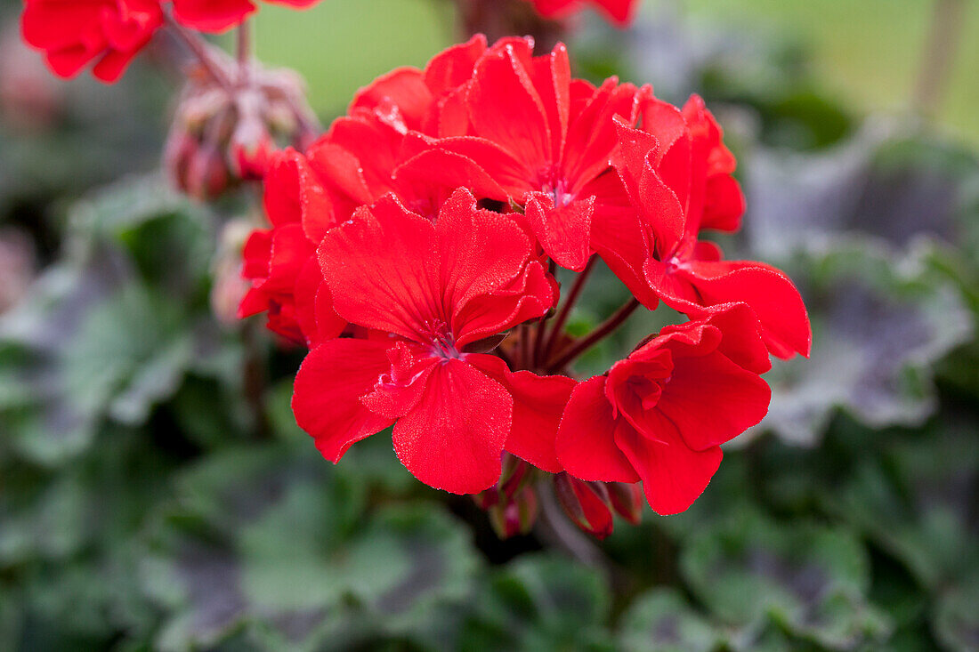 Pelargonium zonale Abelina