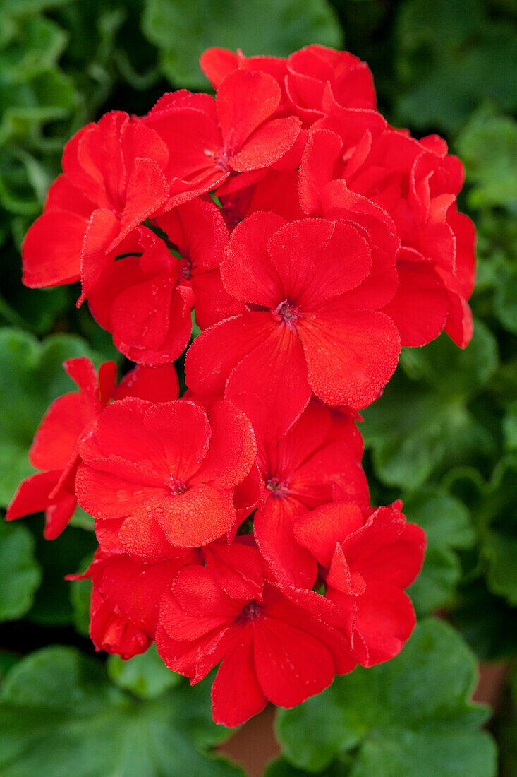 Pelargonium zonale 'PAC® Anthony'