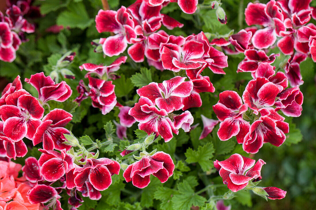 Pelargonium grandiflorum 'Aristo® Red Beauty'