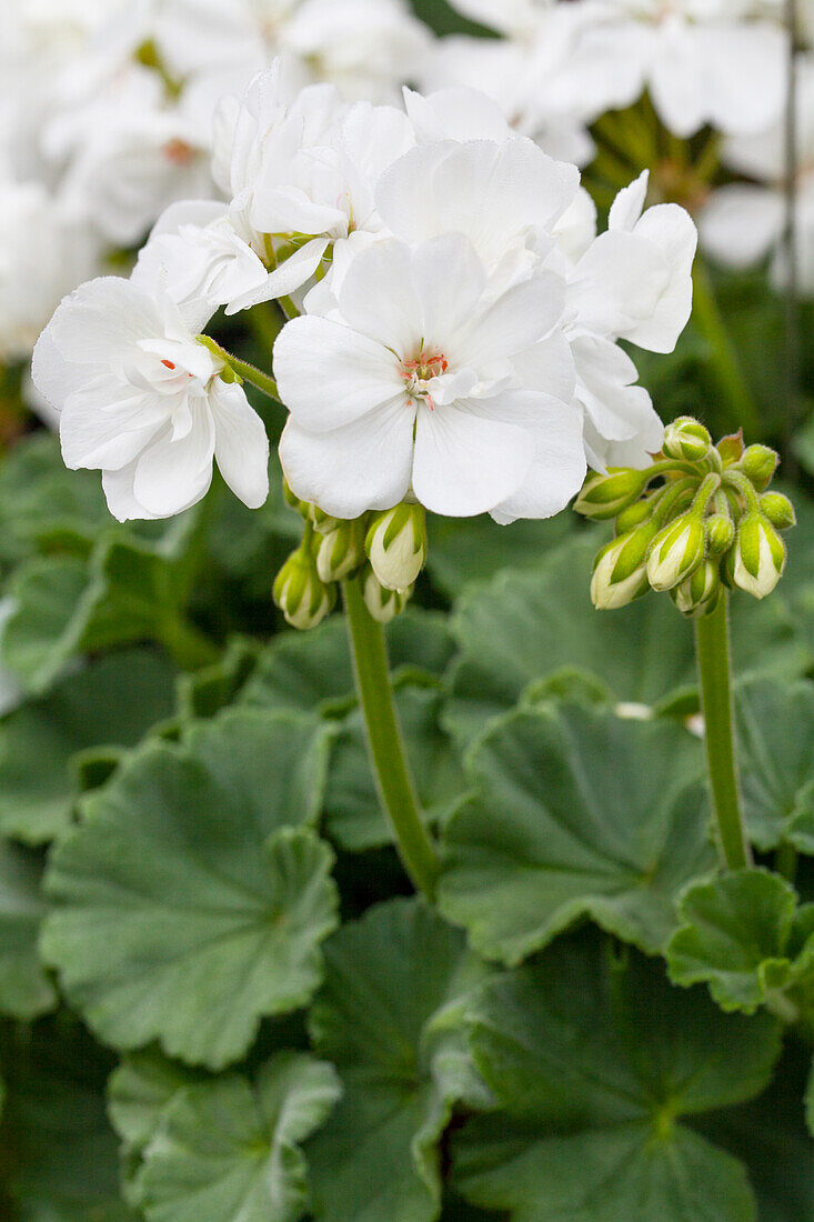 Pelargonium zonale 'PAC® Blanca'