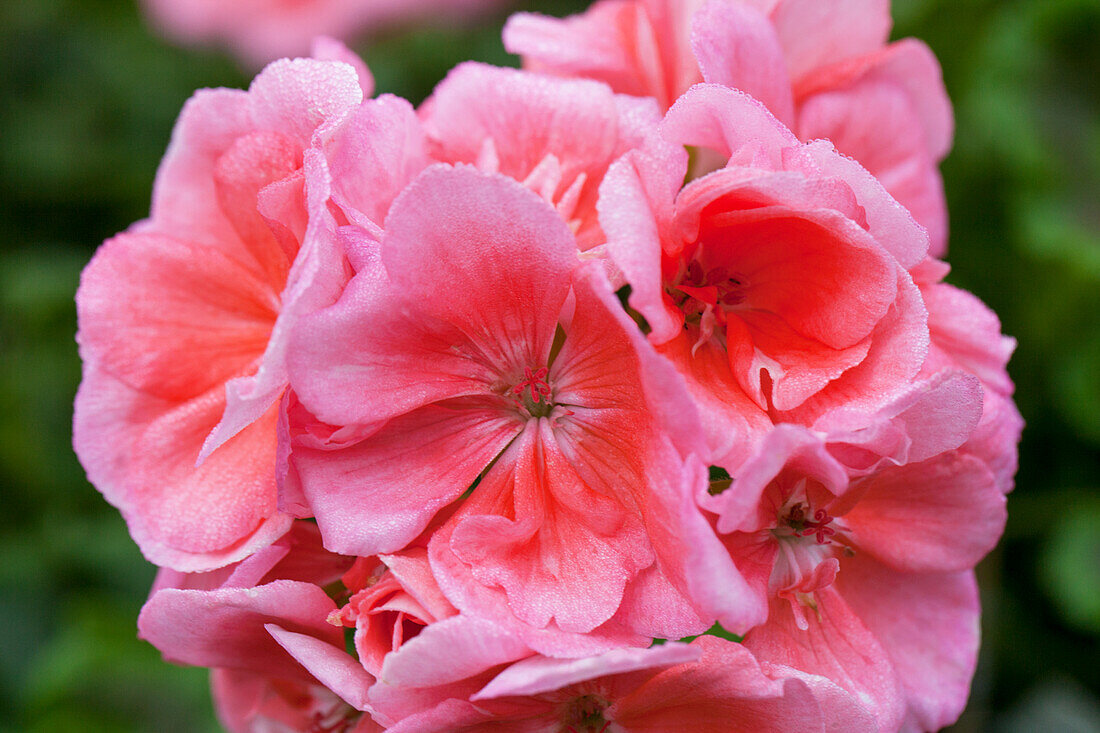 Pelargonium zonale PAC® Calais