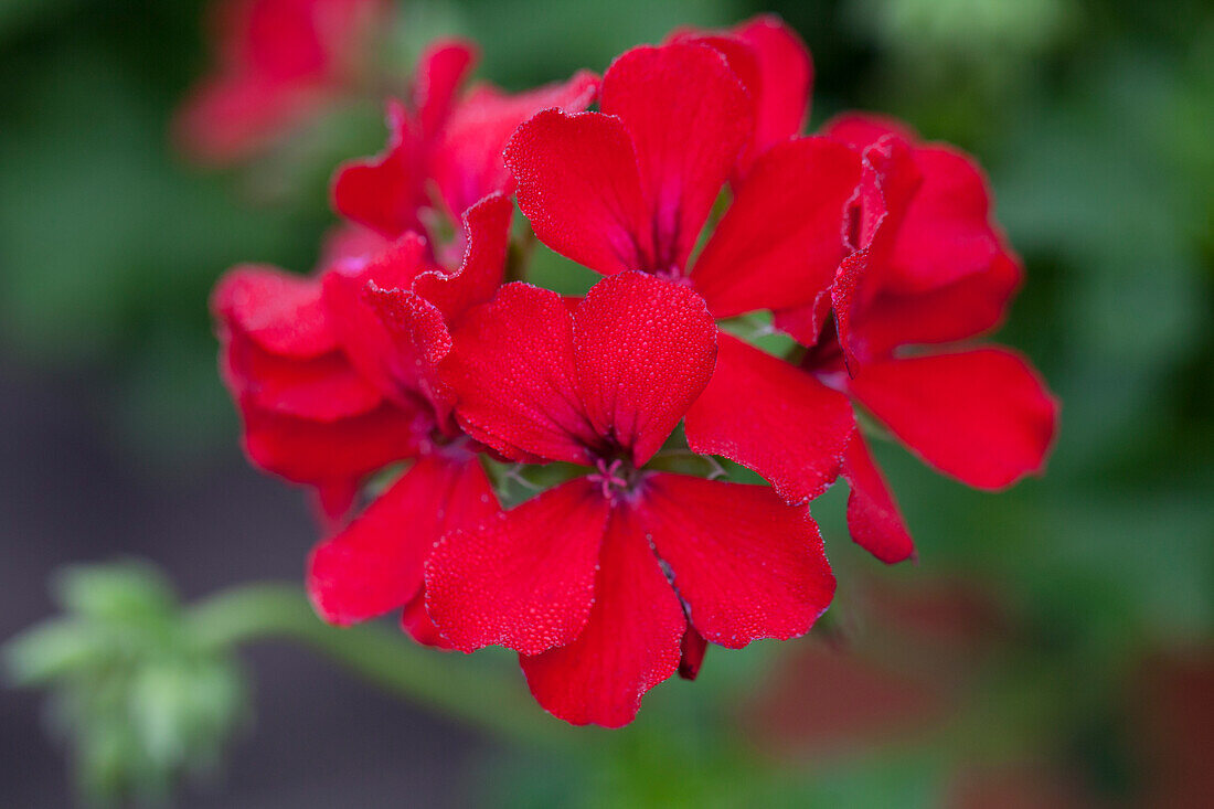 Pelargonium grandiflorum 'Caliente Deep Red'