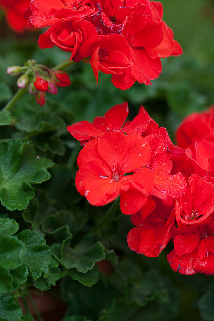 Pelargonium 'Hidemi'