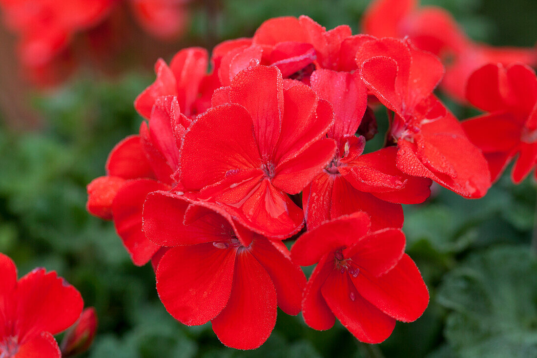 Pelargonium zonale 'PAC® Darkline Juliane