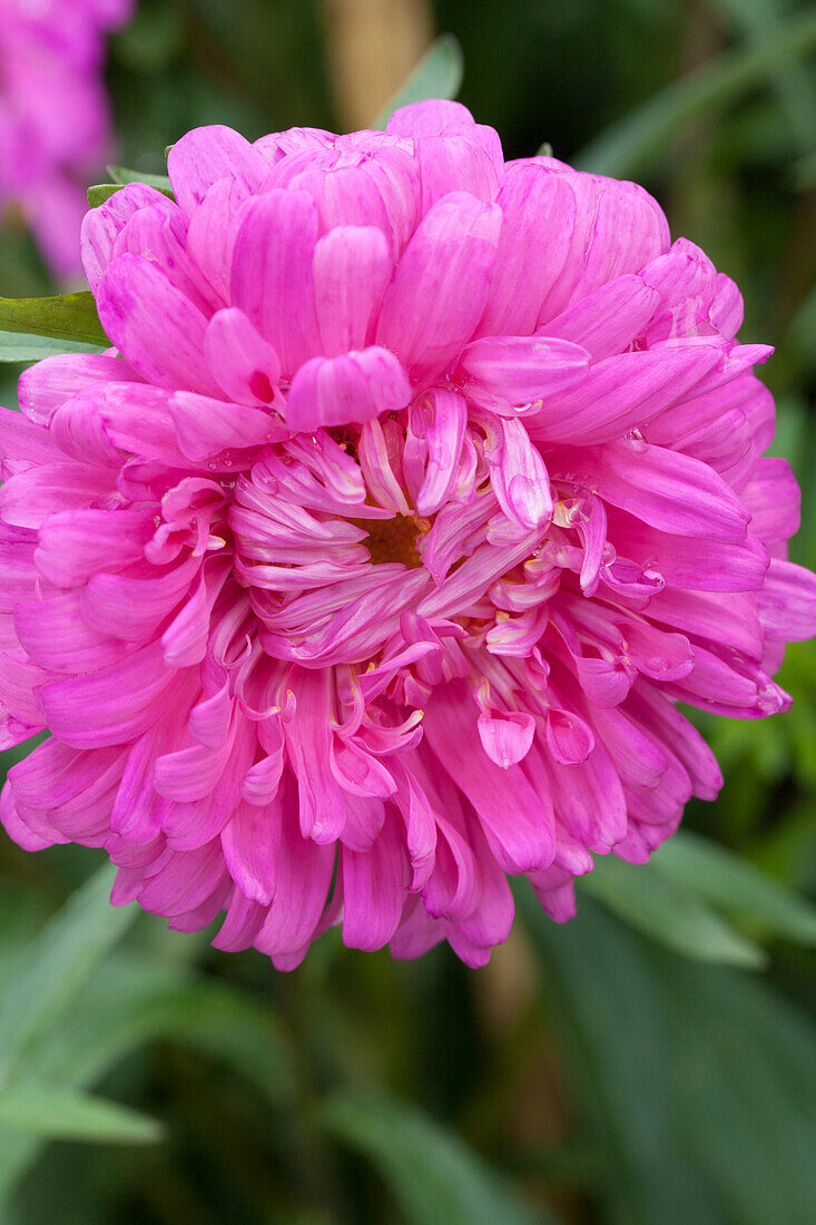 Callistephus chinensis 'Prinzess', rosa
