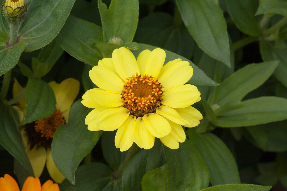 Zinnia marylandica 'Zahara XL Yellow